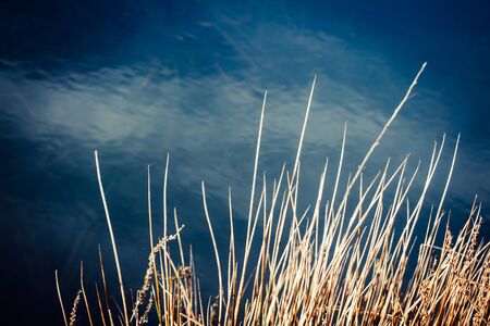 Grass with Reflections on the Water in the Backgroundの写真素材