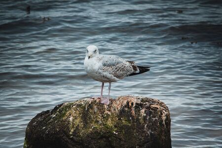 A Seagull standing on a Rock in the Seaの写真素材