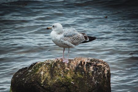 A Seagull standing on a Rock in the Seaの写真素材