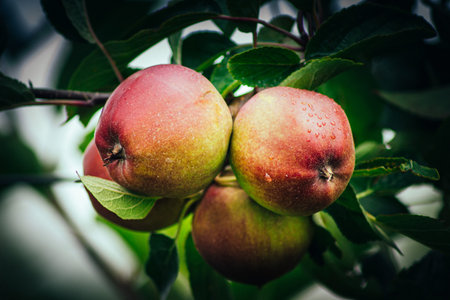 Fresh Apples on the Treeの写真素材