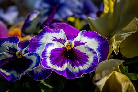 Close up of beautiful Violetsの写真素材