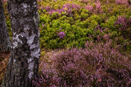 Impressions from the Fischbeker Heide near Hamburgの写真素材