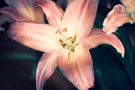 Close-up of an Oriental Lilyの写真素材