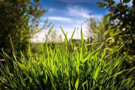 A lot  of Green Grass and a blue Skyの写真素材