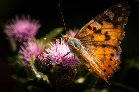 Close up of a Butterfly on a Blossom