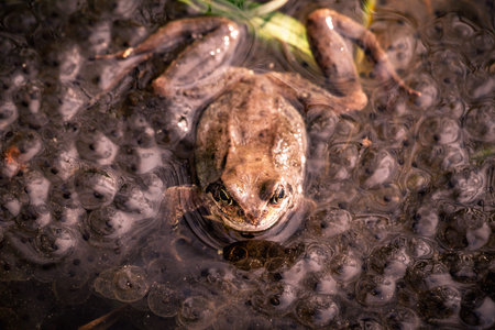 Moor Frog or Brown Frog surrounded by Spawn - Rana Arvalis