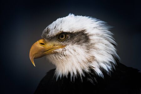 Portrait of an Bald Eagleの写真素材