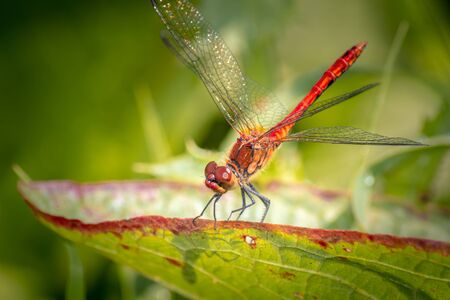 Closeup of a male Ruddy Darter - Dragonflyの写真素材