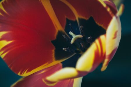 Beaitiful Tulips in the Sunlightの写真素材