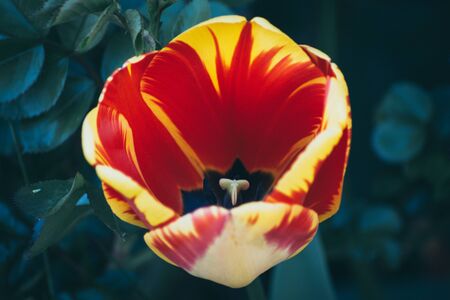 Beaitiful Tulips in the Sunlightの写真素材