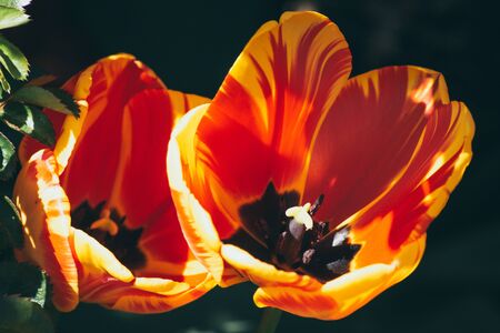 Beautiful Tulips in the Sunlightの写真素材