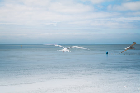 Seagulls over the North Sea