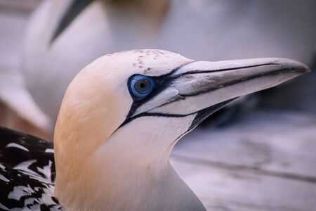 Portrait of a Gannet - Morus Bassanusの写真素材