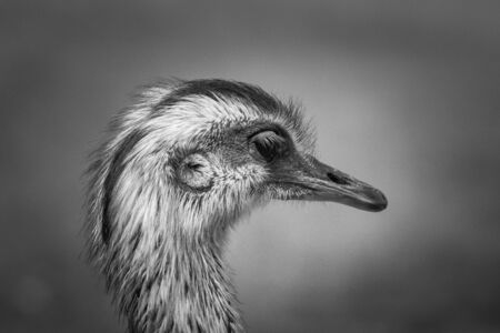 Portrait of a Rheaの写真素材