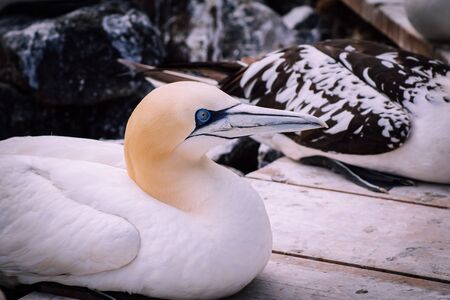 Portrait of a Gannet - Morus Bassanusの写真素材