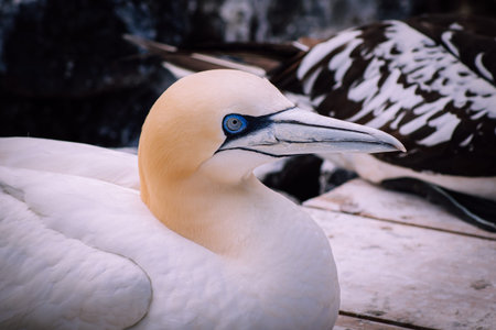 Portrait of a Gannet - Morus Bassanus