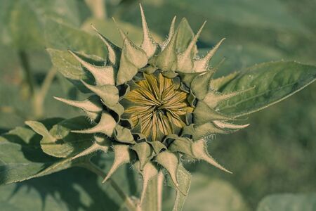 Sunflower Blossoms in the Sunlightの写真素材