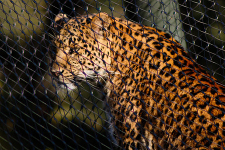 Sitting Leopard behind a Netの写真素材