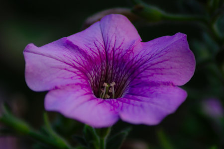Close up of a beautiful Summer Flowerの写真素材