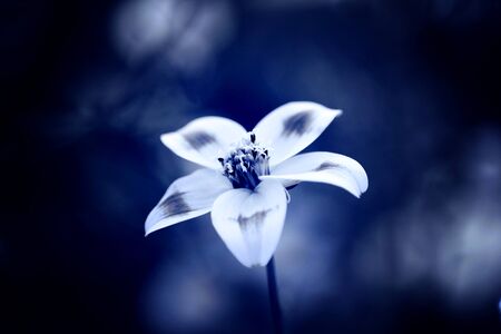 Close up of beautiful Beggarticks - bidens ferulifoliaの写真素材