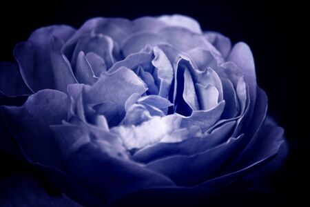 Close up of a beautiful Rose Flowerの写真素材