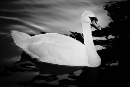 A beautiful white Swan swimming on a Fish Pondの写真素材