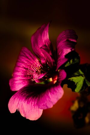 Close-up of a beautiful Hibiscus Flowerの写真素材