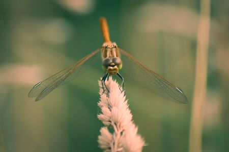 Closeup of a female Ruddy Darter - Dragonflyの写真素材