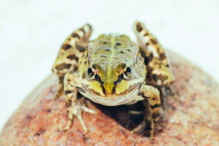 Close-up of a Common Water Frogの写真素材