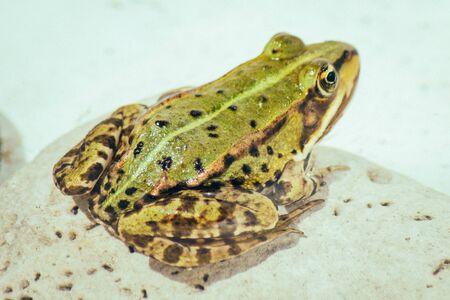 Close-up of a Common Water Frogの写真素材