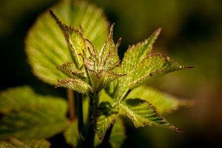 Close-up of a Stinging Nettleの写真素材