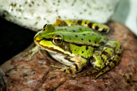 Close-up of a Common Water Frogの写真素材
