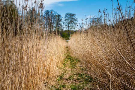 Dry reeds along the shore of a lake in the Netherlandsの写真素材