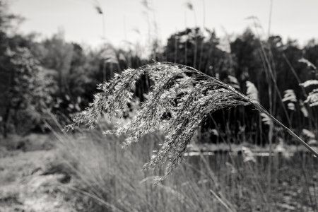 Dry grass in a meadow. Black and white photo.の写真素材