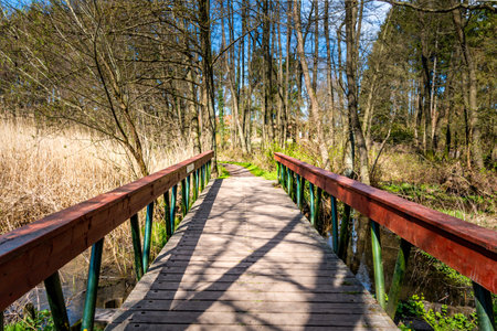 Wooden footbridge over the river in the forest on a sunny spring dayの写真素材