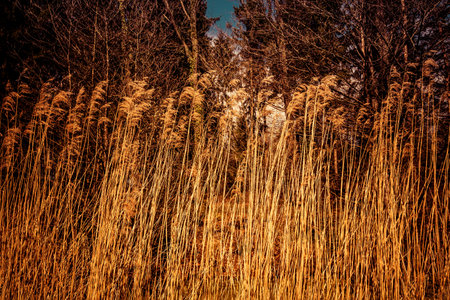 Pampas grass in the forest in the evening. High quality photoの写真素材