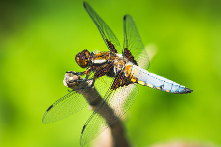 Macro shots, showing eyes of dragonfly and wings detail. Beautiful dragonfly in the nature habitat.の写真素材