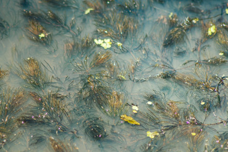 Close-up of algae in the water. Environmental pollution concept.の写真素材
