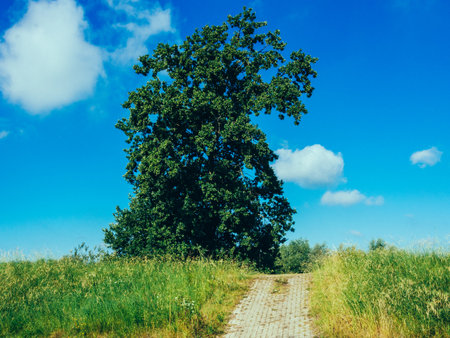 Summer landscape with green trees and road. Blue sky with clouds.の写真素材