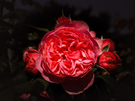 Close-up of a red rose in the garden on a dark backgroundの写真素材