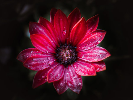 A macro shot of a red daisy with water droplets.の写真素材