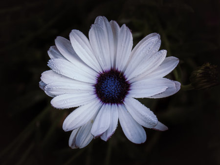 White daisy flower with water drops on petals on black backgroundの写真素材