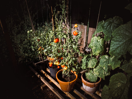 Tomatoes in a pot on a wooden pallet in the gardenの写真素材