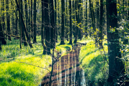 Stream in the forest. Spring time in the forest. Spring landscape.の写真素材