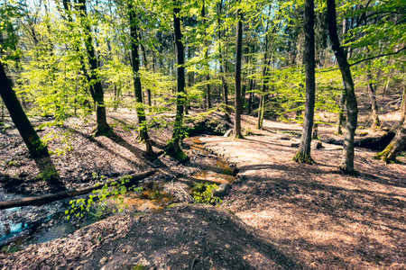 Stream in the forest. Spring time in the forest. Spring landscape.の写真素材