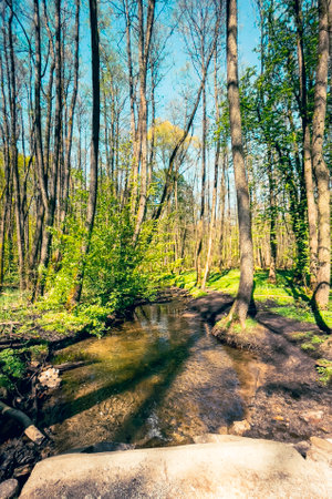 Stream in the forest. Spring time in the forest. Spring landscape.の写真素材