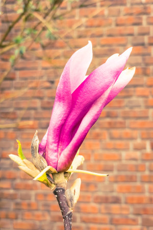 Magnolia flower on brick wall background - Vintage filter processing style picturesの写真素材