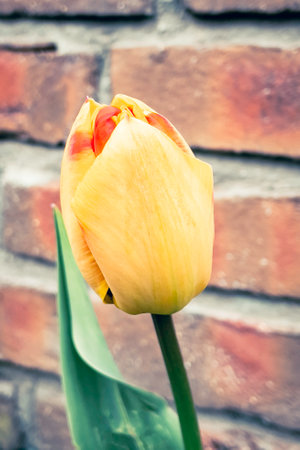 Yellow tulip on a background of red brick wall. Toned.の写真素材