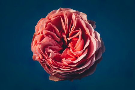 Beautiful pink rose on a black background. Tinting. Selective focusの写真素材