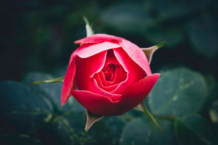 Beautiful red rose in garden, vintage color tone. Selective focus.の写真素材